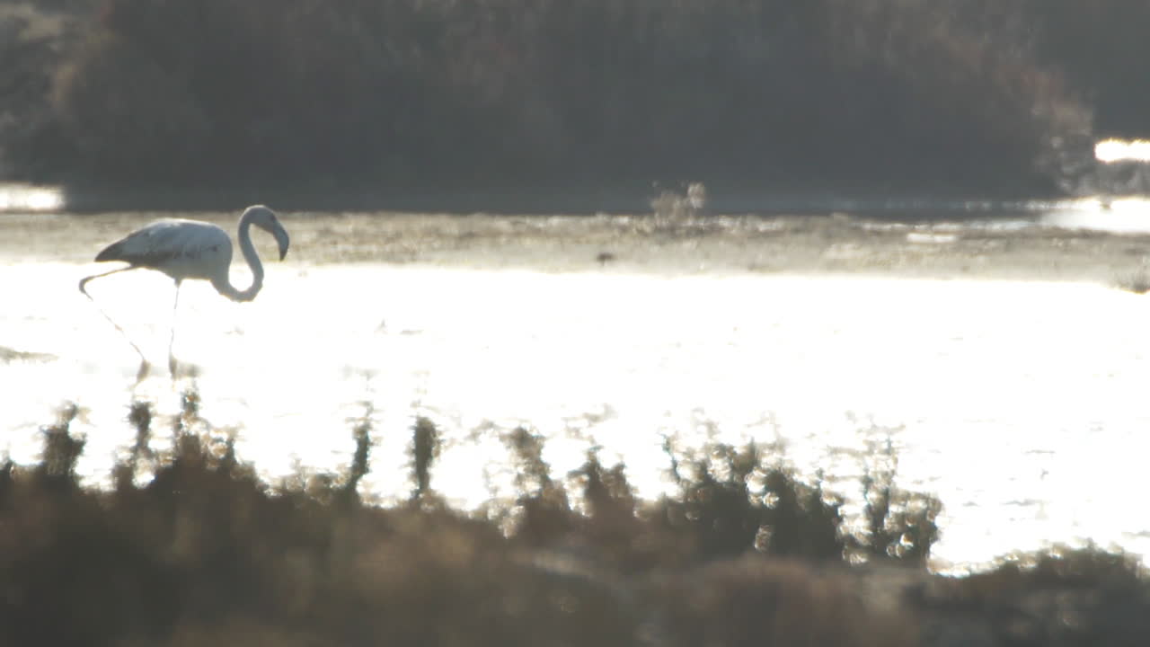 델타 플라밍고 31