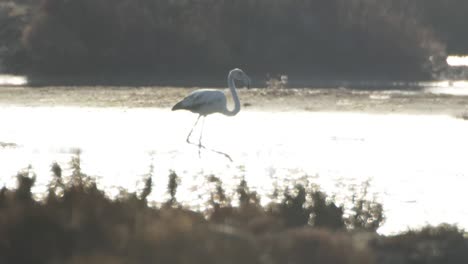 Flamencos-Delta-31