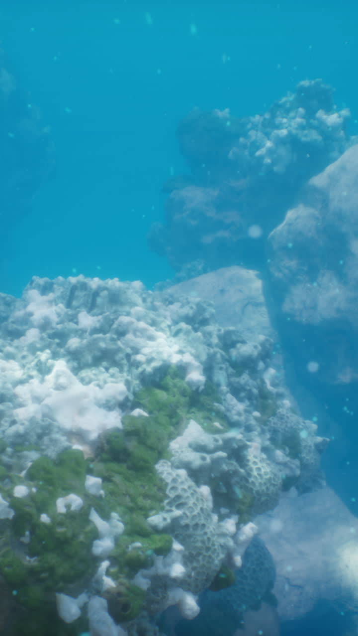 hermosa escena de arrecife de coral submarino