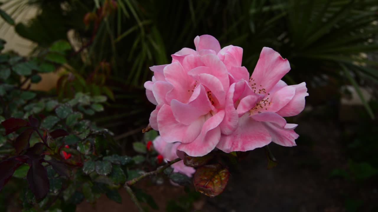 rosa rosa salvaje en el viento