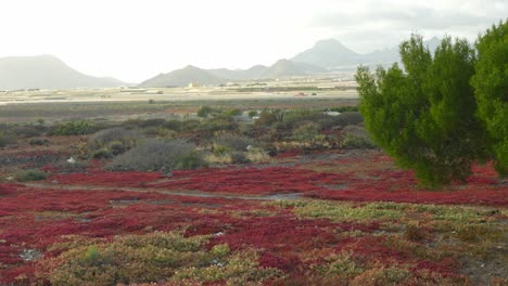 dry landscape with green plants and mountains in tenerife island