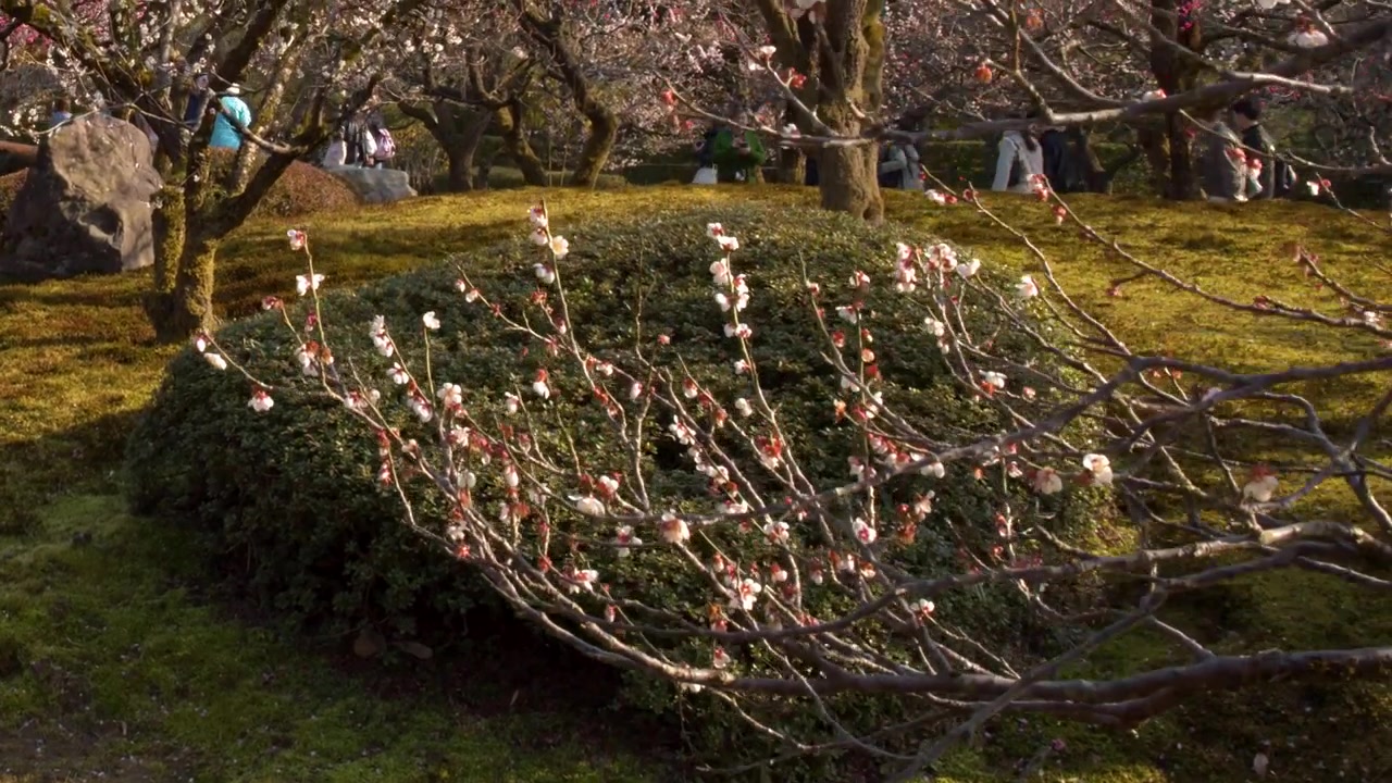 Una lenta panoramica verso l'alto rivela persone che passeggiano accanto a pruni in fiore in un giardino muschioso.