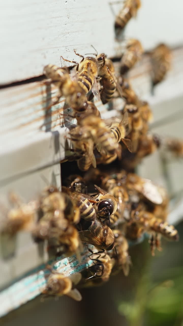 Entrance with bees of a hive. Busy bees carrying pollen into a beehive. Swarm of bees flying into a lifestyle hive collecting pollen. Beekeeping concept. Close-up. Vertical video