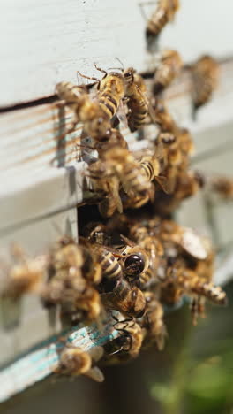 entrance with bees of a hive. busy bees carrying pollen into a beehive. swarm of bees flying into a lifestyle hive collecting pollen. beekeeping concept. close-up. vertical video
