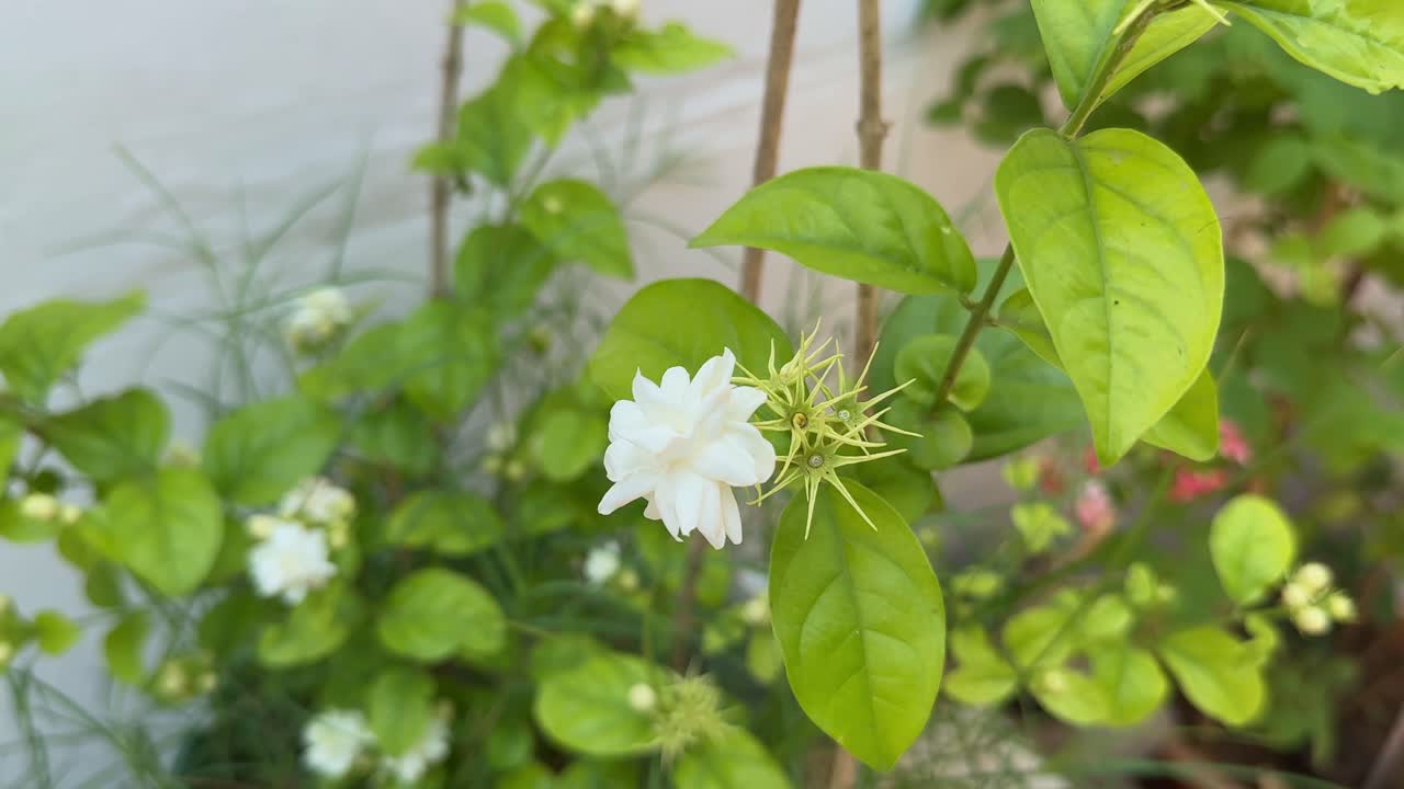 camera circling around a single Arabian Jasmine flower, Mogra is a type of Jasmine flower, specifically Jasminum sambac. It's commonly known as Arabian Jasmine and is highly fragrant,