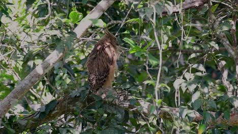 the buffy fish owl is a big owl and yet the smallest among the four fish owls