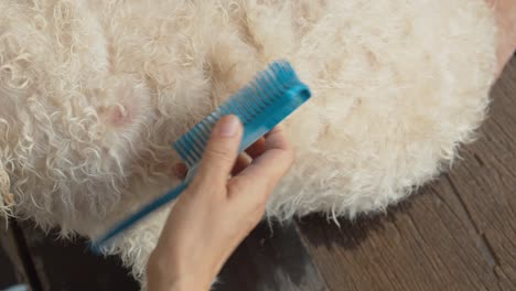 pet dog being combed blow dired after a bath by a patient and gentle owner