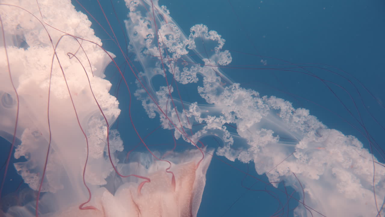 파란색 스팅어는 작은 종류의 수달입니다.