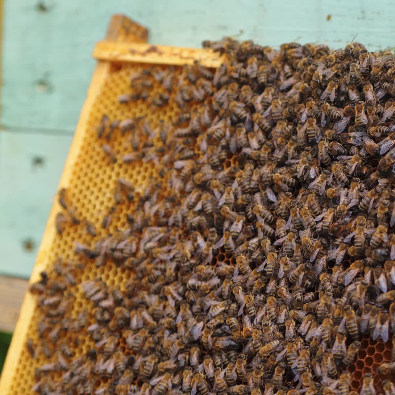 Working bees produce honey. Cute brown useful bees crowl on frame near hives. Apiculture concept
