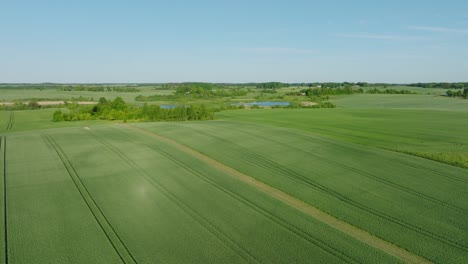 aerial establishing view of ripening grain field, organic farming, countryside landscape, production of food and biomass for sustainable management, sunny summer day, wide drone shot moving forward