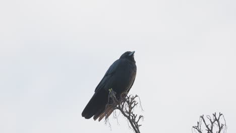 Black-bird,-rook-or-crow-sitting-on-a-branch-high-up-in-a-tree