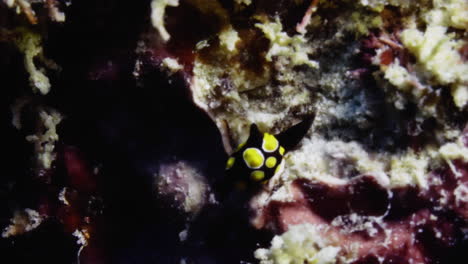 very rare tiny colpodaspis thompsoni nudibranch on the warm-watered volcanic rocks