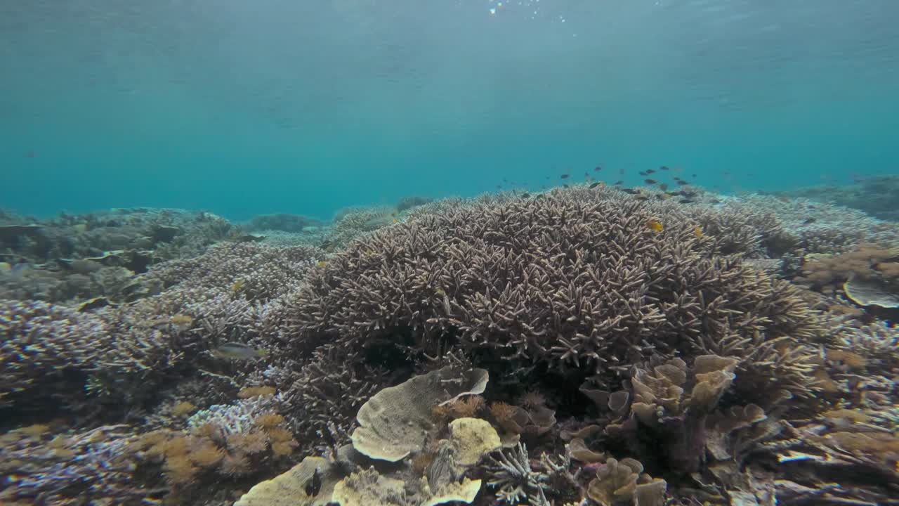 un vibrante arrecife de coral lleno de varias estructuras de coral y peces marinos