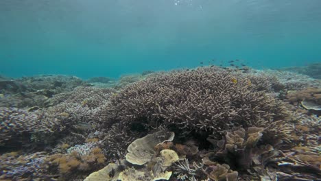 a vibrant coral reef teeming with various coral structures and sea fish