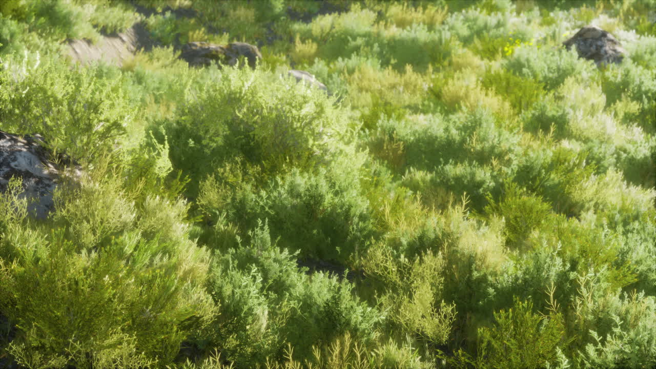 осенние сухие травы и камни