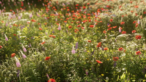 jardín de flores silvestres con amapolas con la luz del sol de la mañana