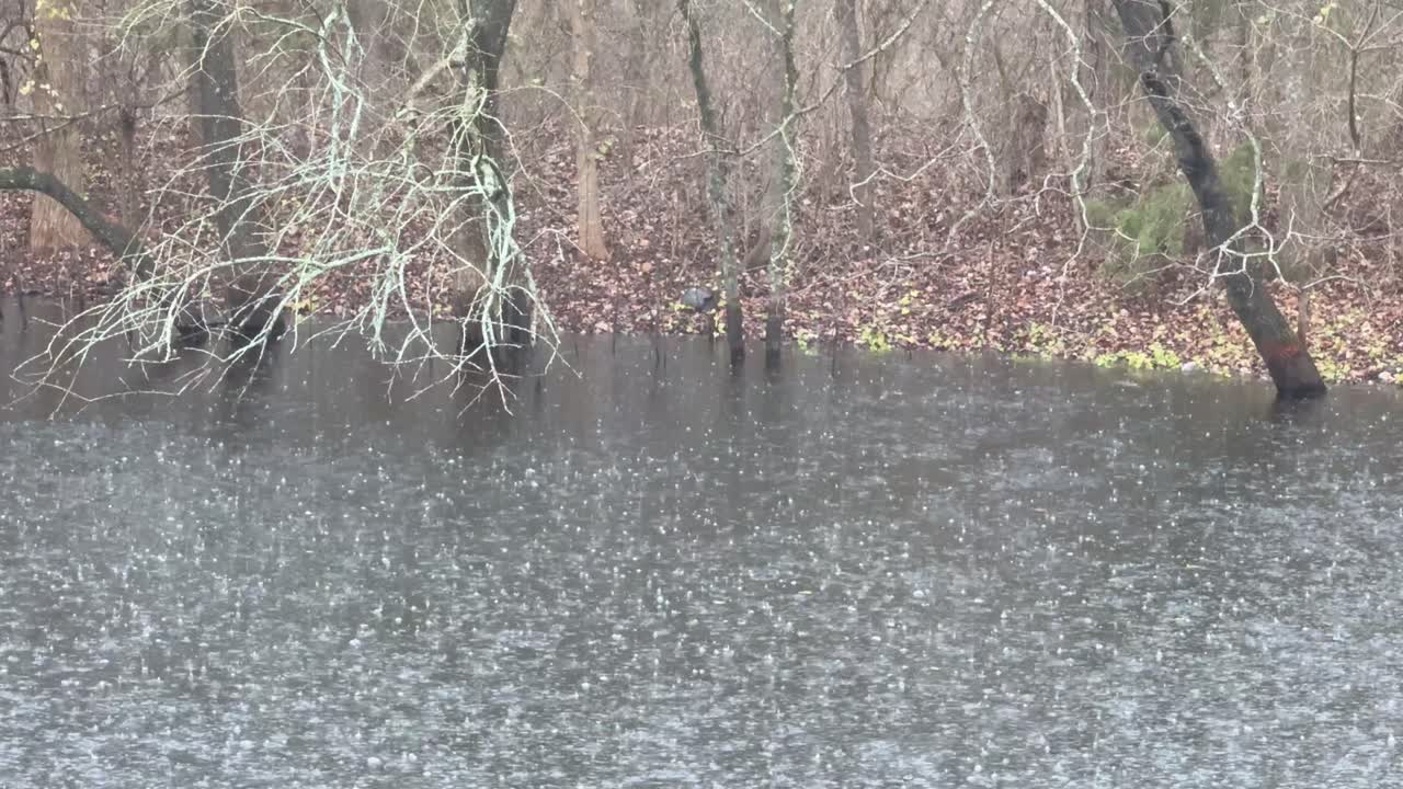 Raining heavily on a pond with trees in the background in Fall