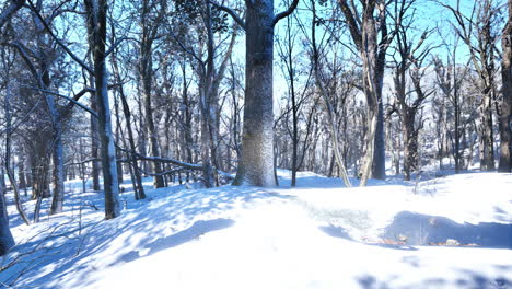 paisaje de invierno en un bosque de pinos el sol brilla a través de los árboles