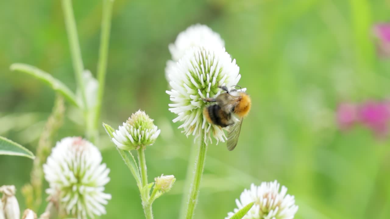Eine Hummel sammelt an einem sonnigen Tag Blütennektar. Makroaufnahme einer Hummel in Zeitlupe