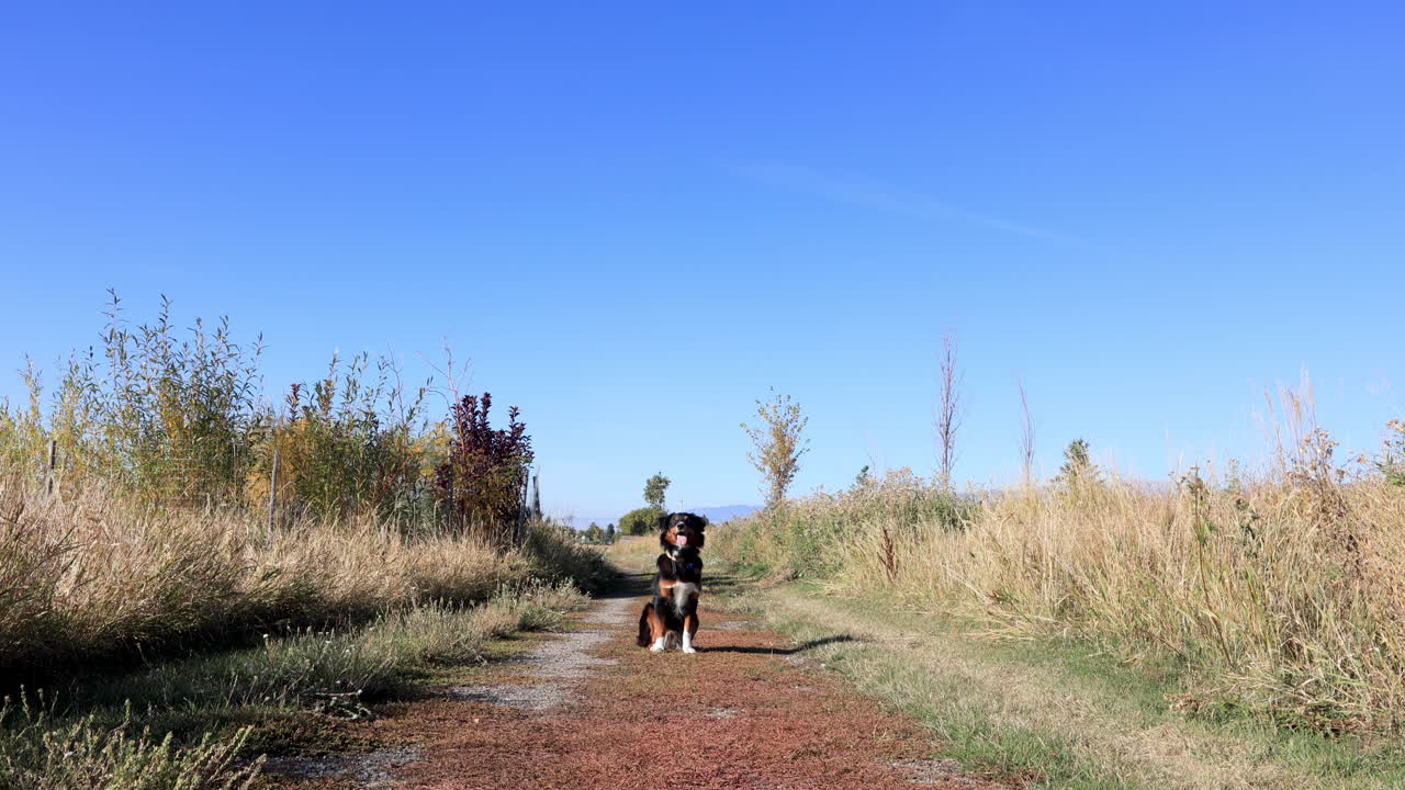 몬타나 4k의 트레일에 우아하게 앉아 있는 오스트레일리아 양치기