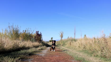 australian shepherd sitting elegantly on a trail in montana 4k