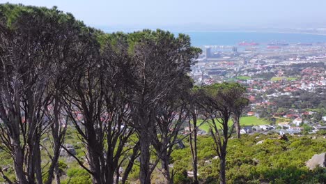 Antenne-Enthüllt-Skyline-Der-Innenstadt-Von-Kapstadt-Südafrika-Vom-Hang-Mit-Akazie-Im-Vordergrund