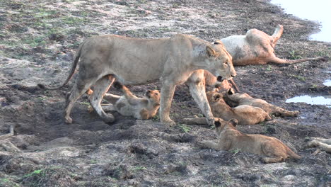 a lioness approaching the cubs in her pride at the waterhole