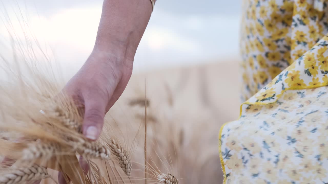 Woman in a dress walking through a wheat field. Nature and agriculture concept.