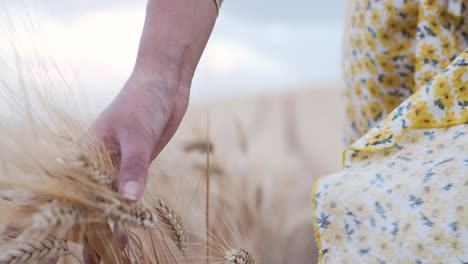 woman in a dress walking through a wheat field. nature and agriculture concept.