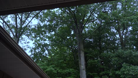 high angle of a roof and forest, showing off the evening summer rain