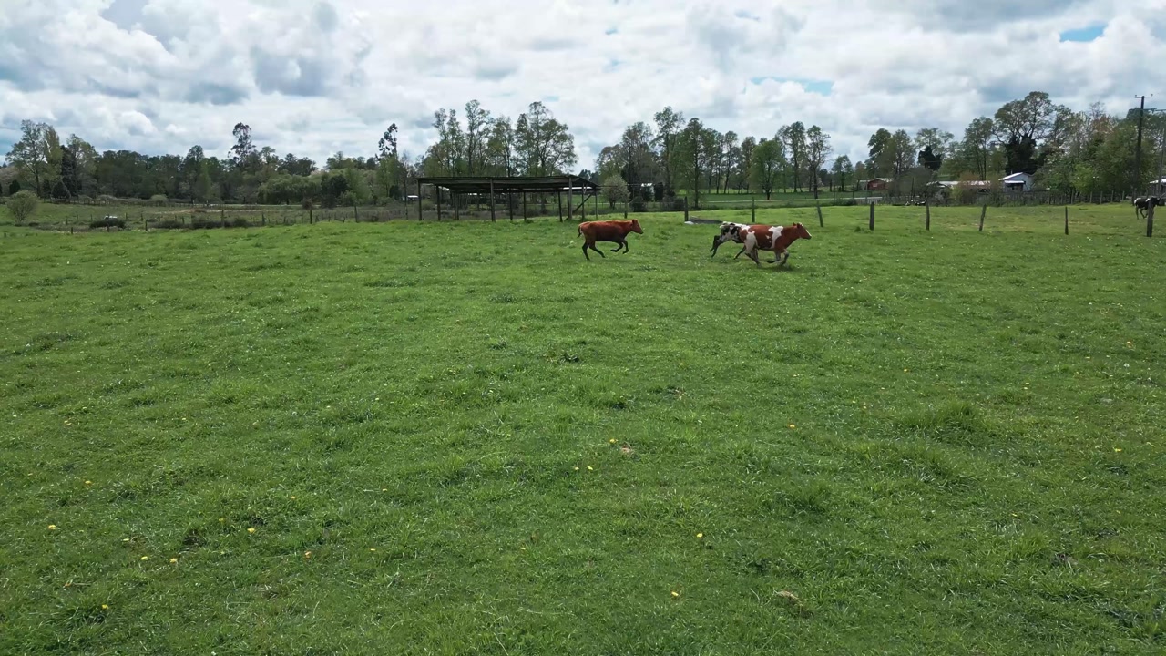 Low aerial shot of brown and white cows crossing the frame at full run across a wide lush green fenced pasture with farm buildings beyond