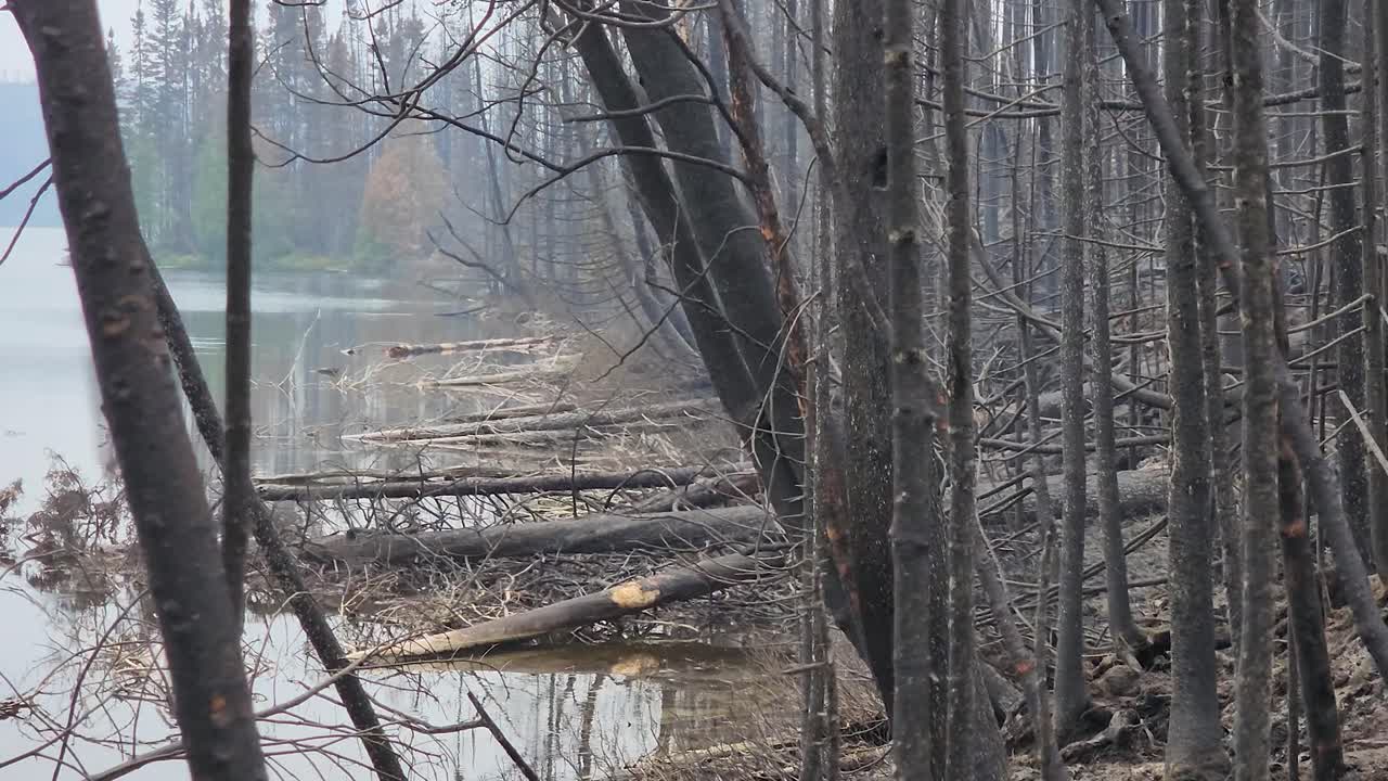불타는 숲에서 불타는 숲에서 불타는 숲에서 불타는 숲