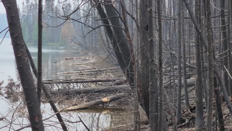 Fallen-burnt-trees-lay-in-the-water-from-a-fire-ravaged-lakeside-forest