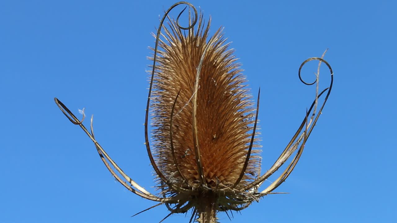la cabeza de la semilla espinosa de un teasel,, dipsacus fullonum, visto contra un cielo azul claro a finales del verano