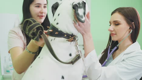 dalmatian dog examination at veterinary clinic