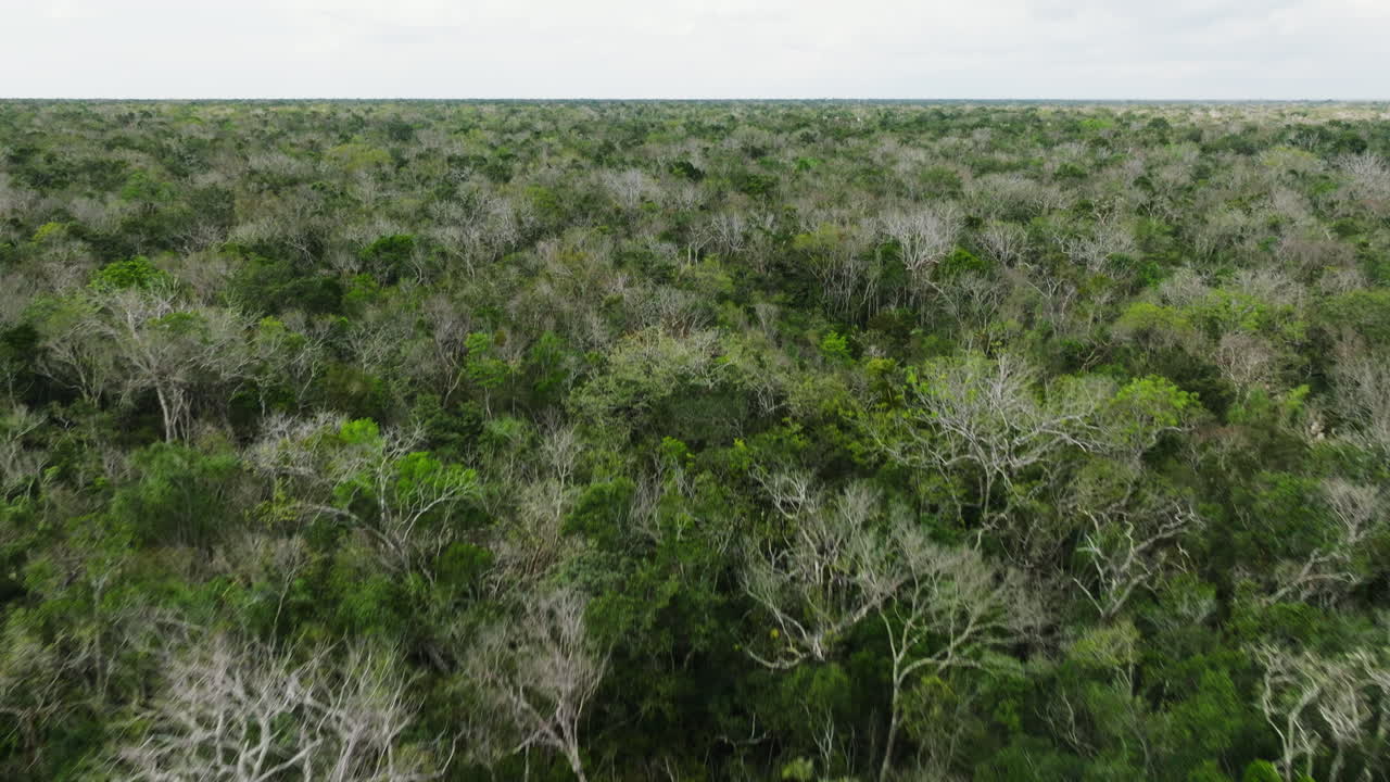 손상 된 열대 열대 우림 의 공중 사진