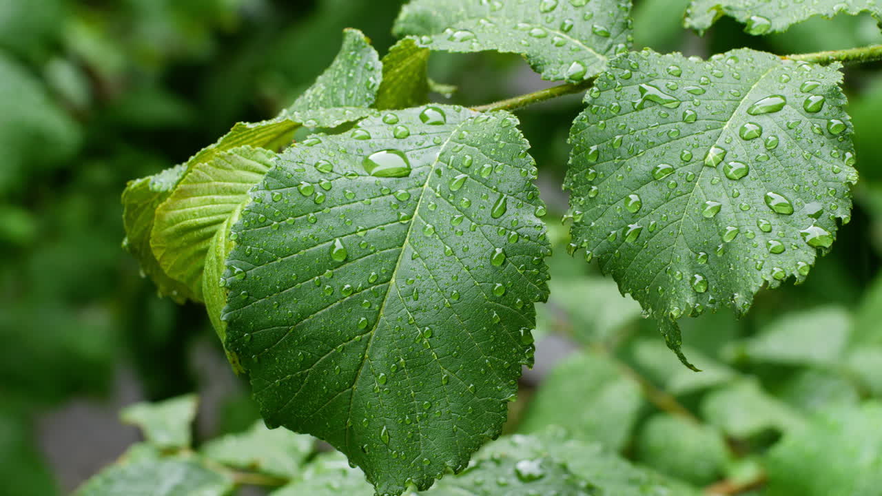 lloviendo en las hojas de las plantas verdes