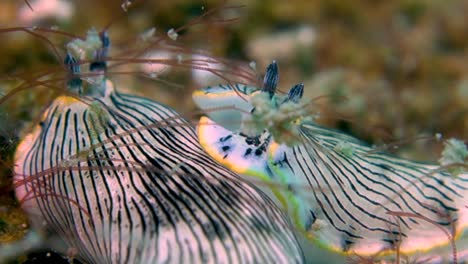 two large black striped nudibranch sea slug worms rest motionless on ocean bottom