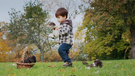 funny kid puts puppies in a basket, plays with pets in the park