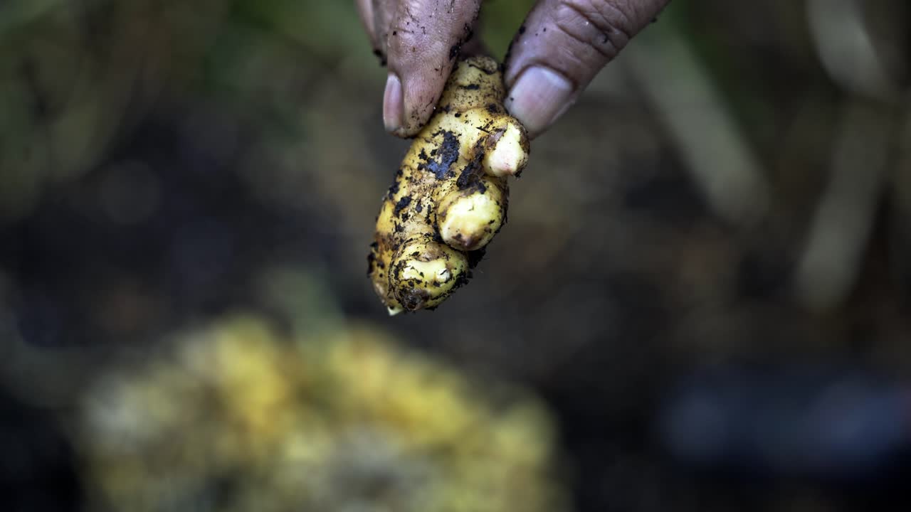 la raíz de jengibre se muestra a la cámara el delicado proceso de cosecha de jengubre en plena floración jardinería casera