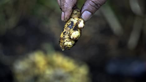 la raíz de jengibre se muestra a la cámara el delicado proceso de cosecha de jengubre en plena floración jardinería casera