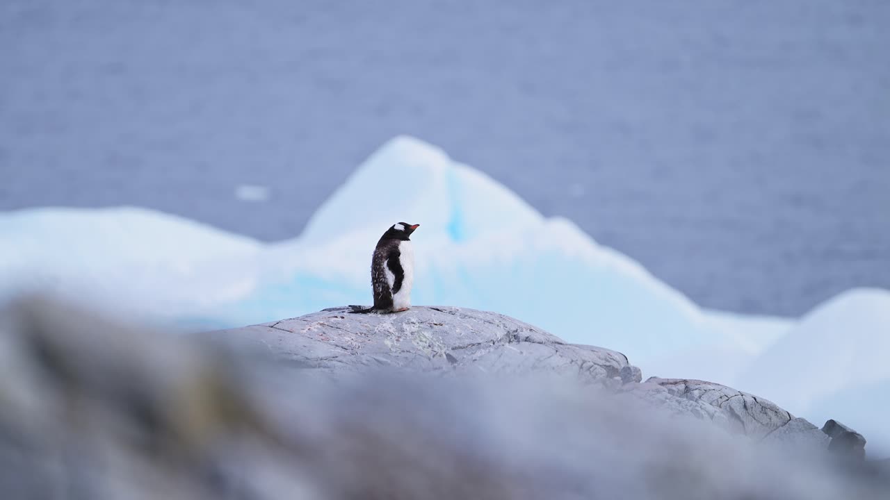 pingüino gentoo en las rocas con iceberg en la antártida, un solo animal solitario en la península antártica paisaje con agua de mar del océano sur