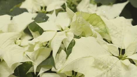 White-Christmas-star.-Poinsettia.-Euphorbia-pulcherrima