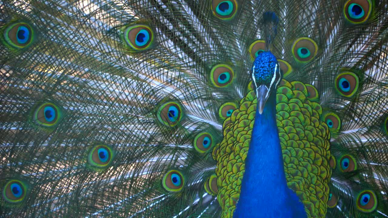 Peacock displaying its vibrant feathers