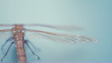 dragonfly brown hawker aeshna grandis slider shot reveal wings