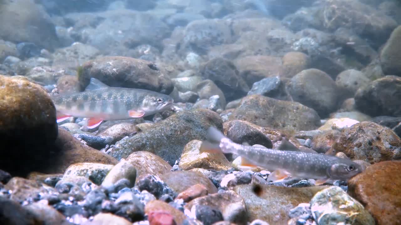 송어는 알래스카에서 강한 조류와 싸운다