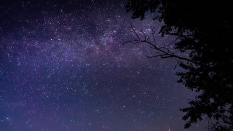 milky way over tree silhouette