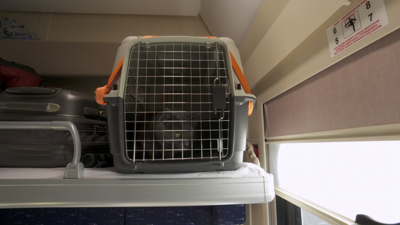 飼い猫と一緒に電車で旅行。引っ越しや動物の輸送のためにケージのペットキャリーに入った灰色の猫が、コンパートメント列車の座席にいる。