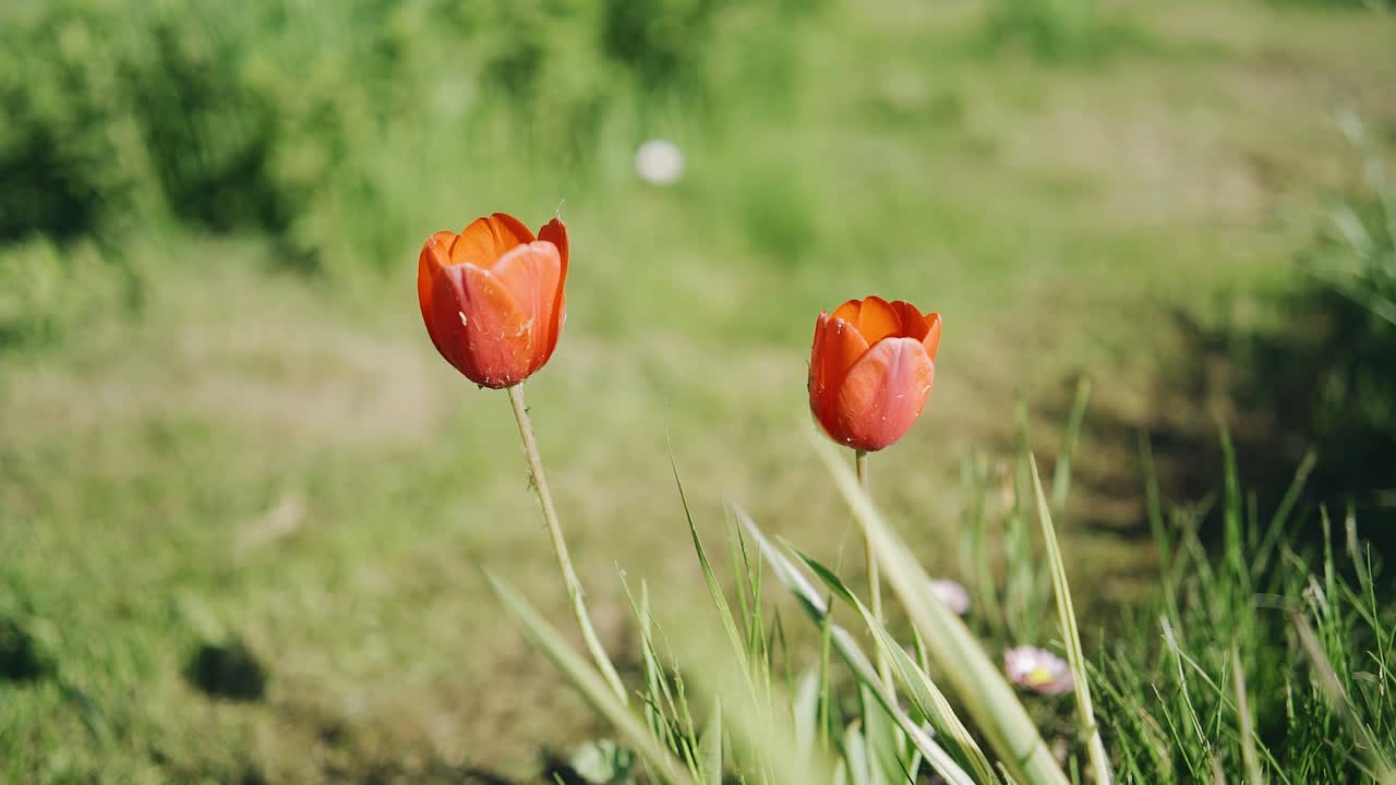 There are two red flowers growing in a flower bed among the grass. The camera takes a close-up of them