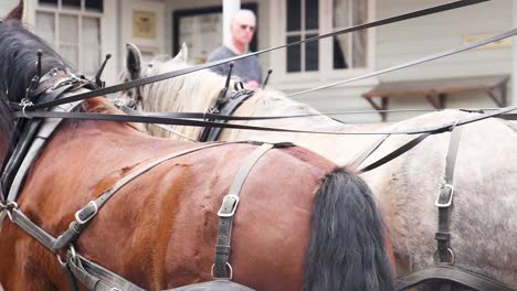 horses in a horse-drawn carriage